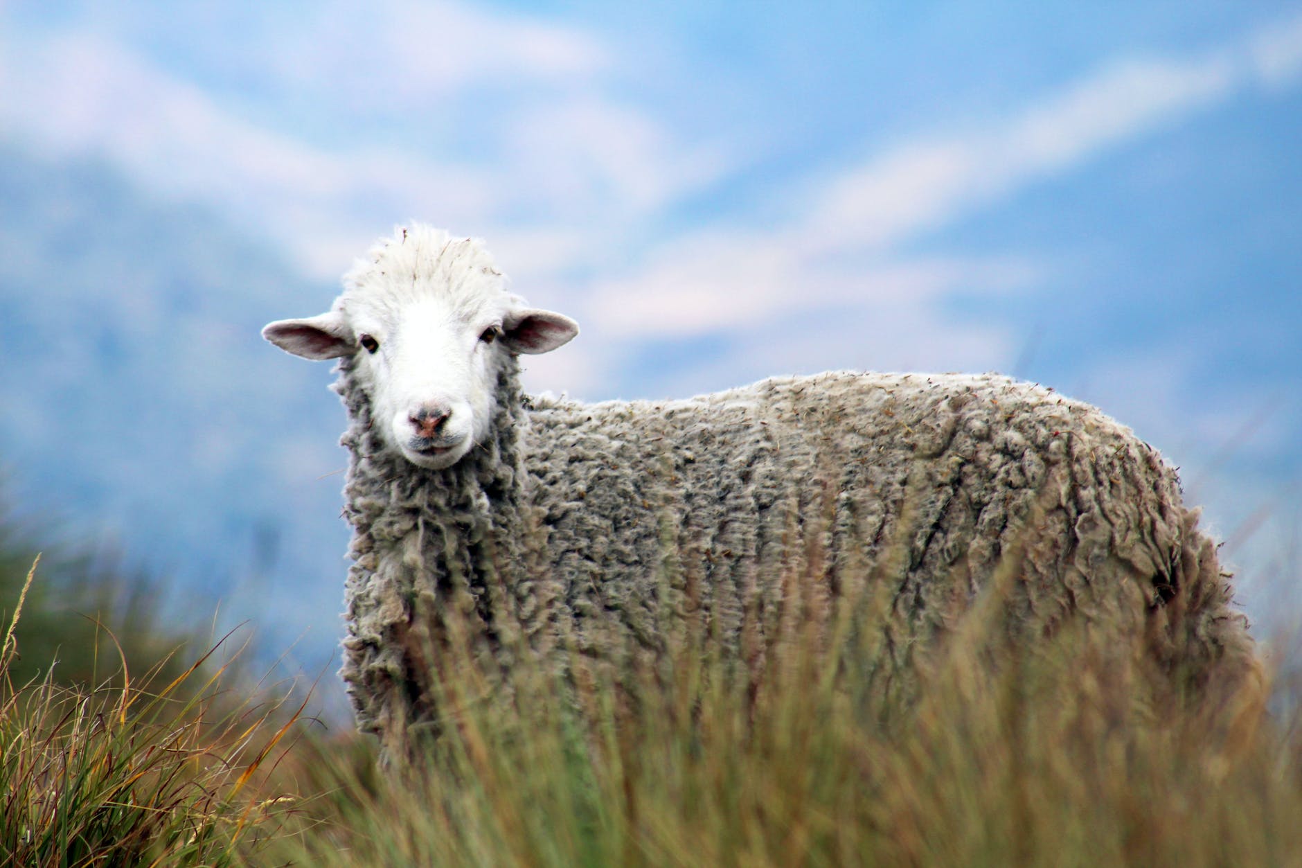 brown sheep on grass in auto focus photography